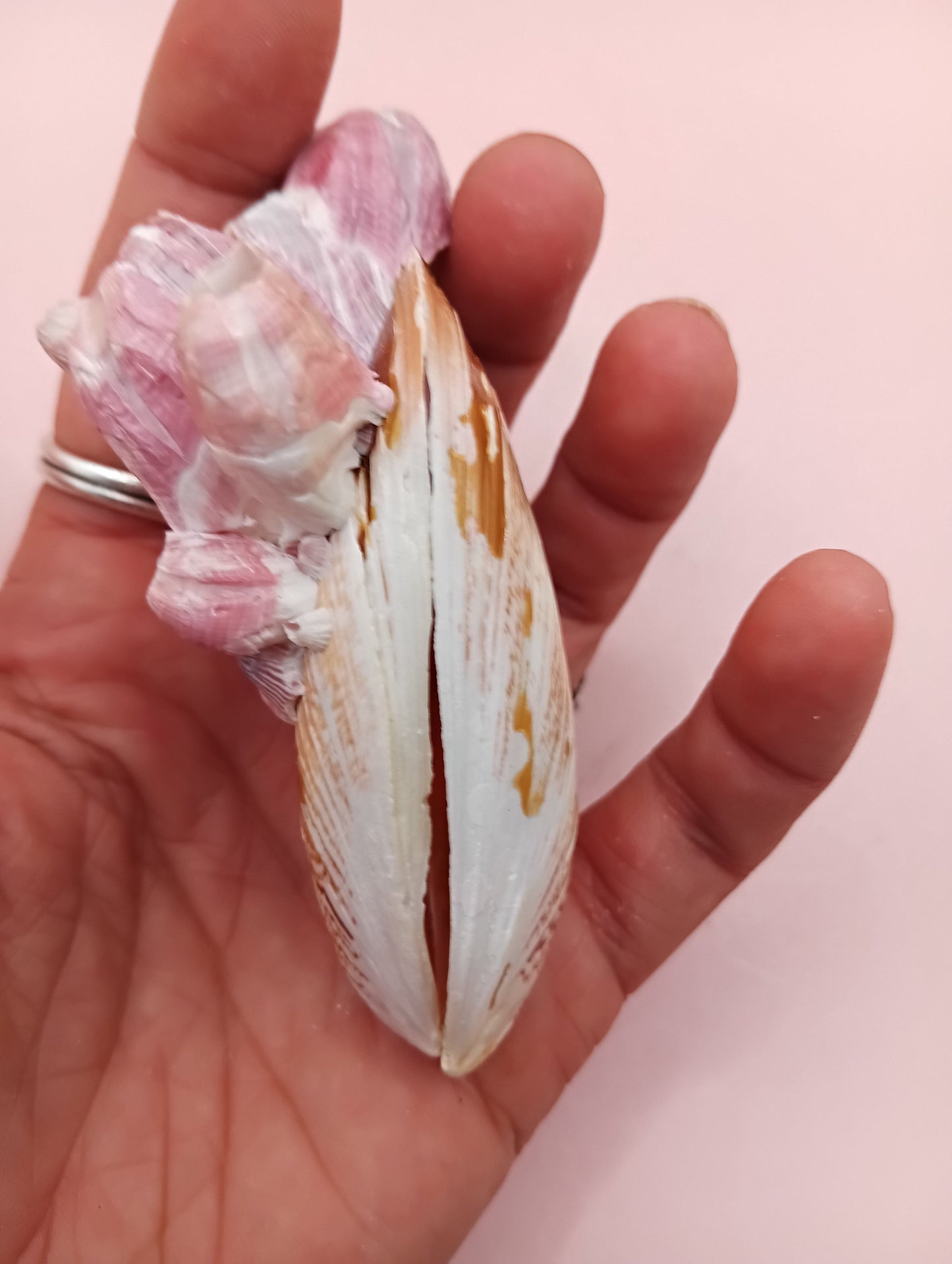 Natural Mussel Pair with Barnacles - 3.5"