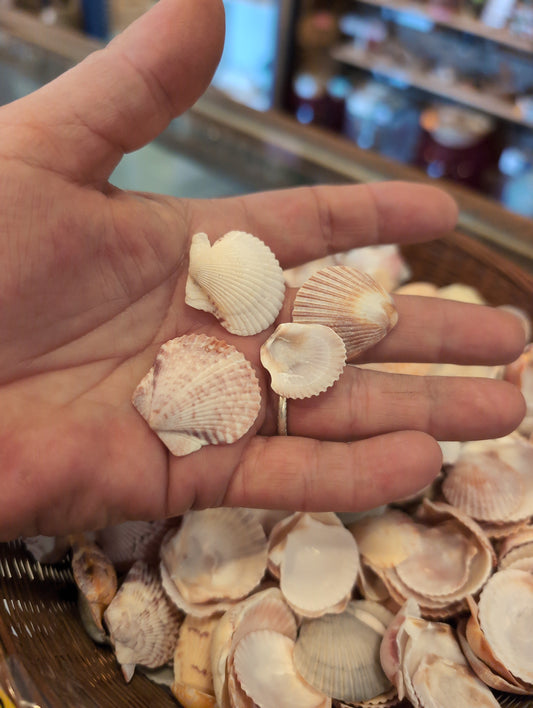 Baby Beach Collected Scallops Shells