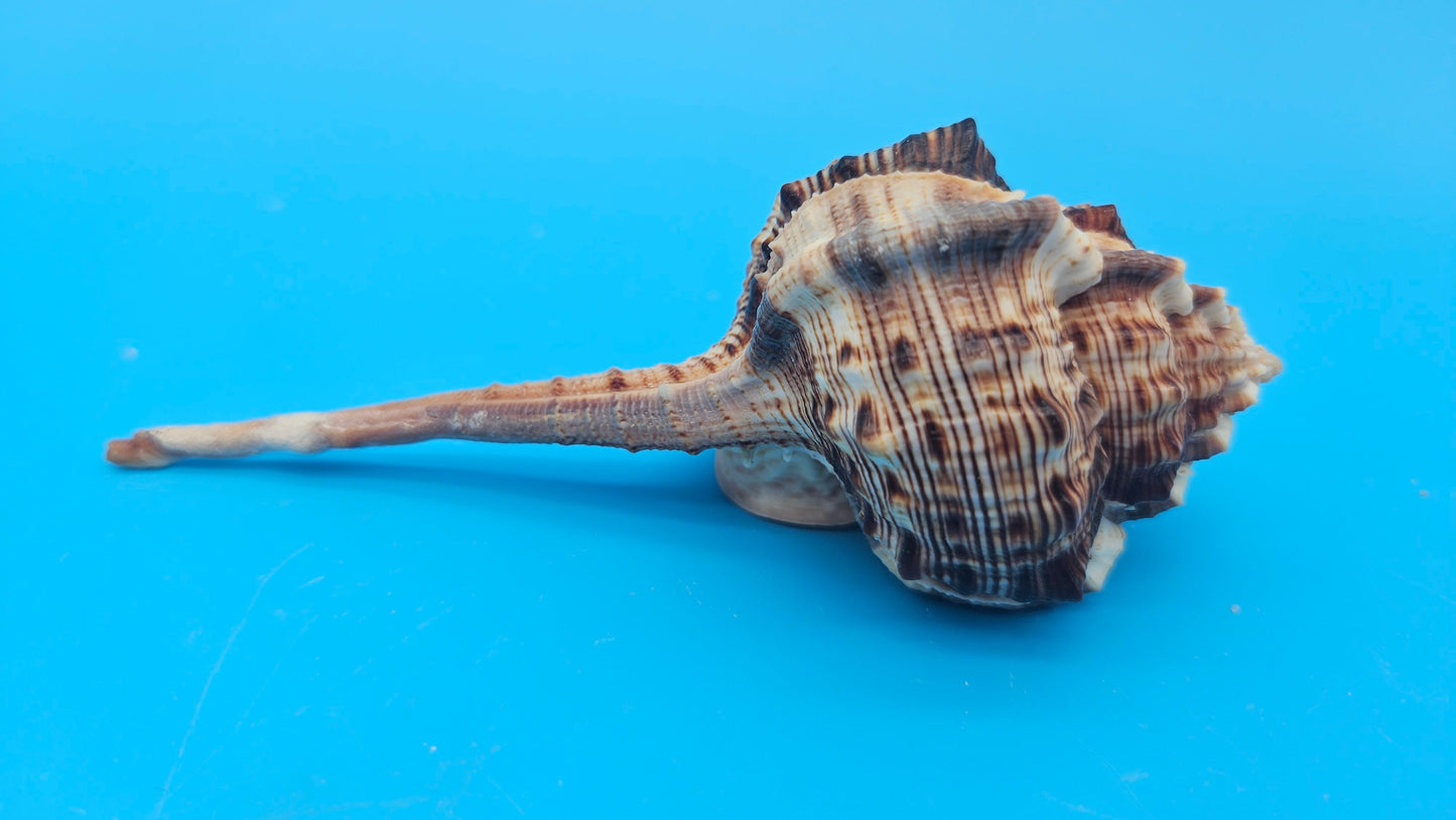 Bill Snipe Shell 5" Murex scolopax Long Tapered Display Shell with Textured Ridges