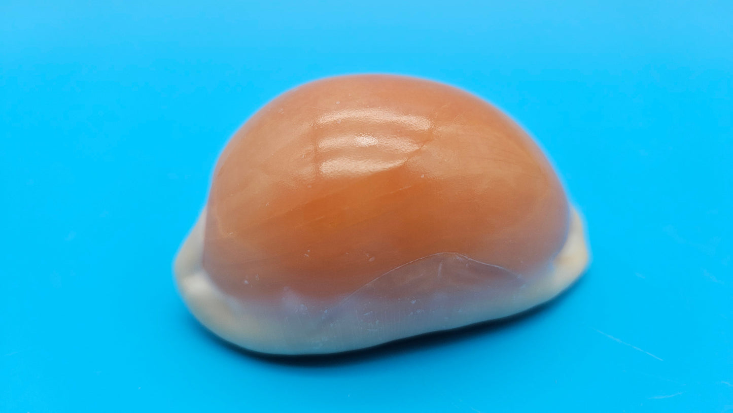 Golden Cowrie Shell – Lyncina aurantium – 3" Display Seashell