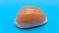 Golden Cowrie Shell – Lyncina aurantium – 3" Display Seashell