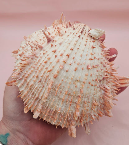 Large Spiny Oyster Spondylus Shell – 5.3" Wide Coastal Display Shell with Barnacle Detail