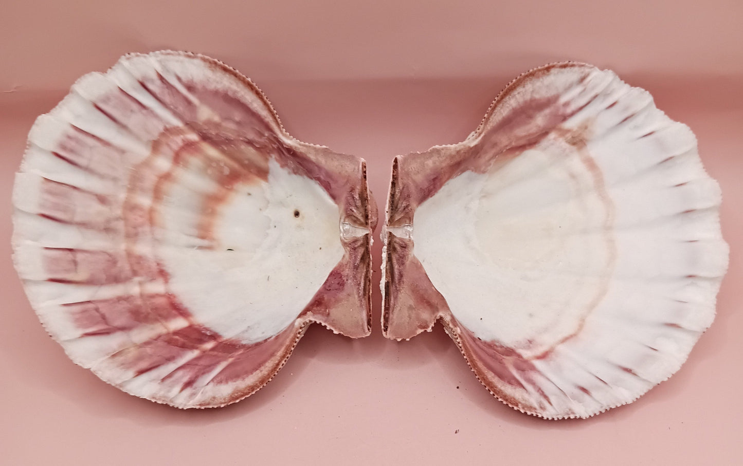 Natural Lion's Paw Seashell Pair – 5" x 5.3" – Coastal Display Accent