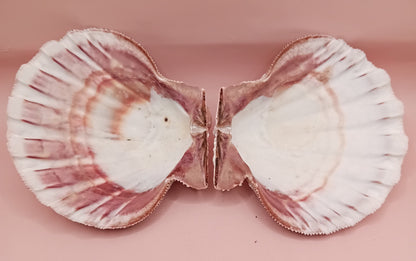 Natural Lion's Paw Seashell Pair – 5" x 5.3" – Coastal Display Accent