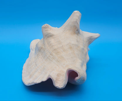 Large Non-Pierced Queen Conch Display Shell - Premium Coastal Home Decor Specimen (Strombus Gigas)
