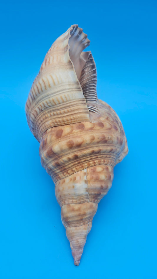 Blonde Golden Triton Shell – 9.75" Coastal Display Piece (CHARONIA VARIEGATA)