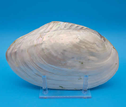Rainbow Cebu Clam Shell Fused Display 9.75" Polished Iridescent Pastel Pearl White