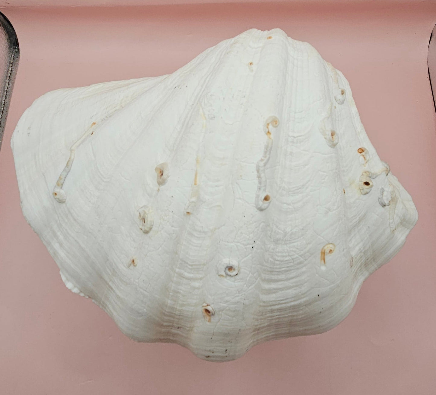 Bear Paw Clam Shell - 10" Unique Coastal Decor Accent