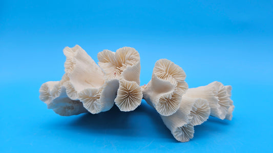 Vintage Candy Cane Coral Specimen - Natural Coastal Home Decor Piece