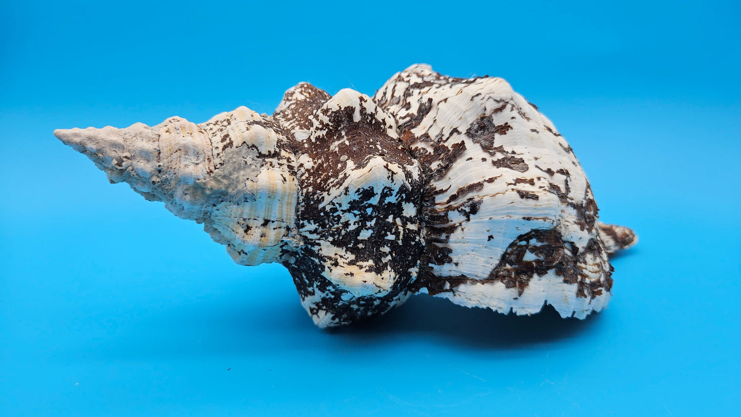 Horse Conch Shell 11.75" Triplofusus giganteus Dark Textured Coastal Display
