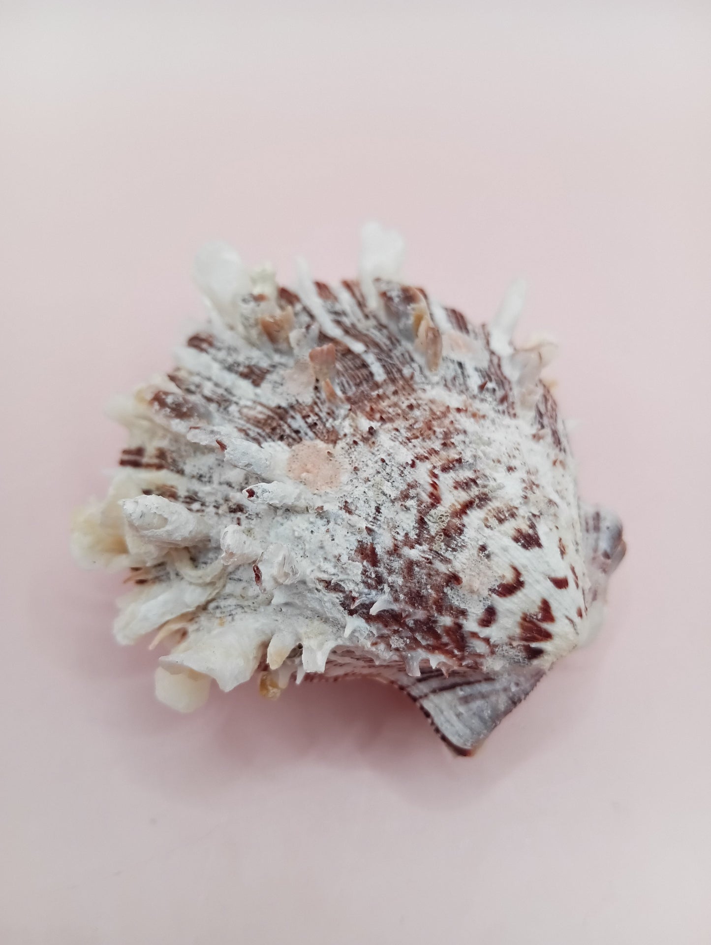 Natural Spondylus Shell – 2.1" x 1.7" – Spiny Display Shell