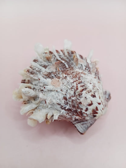 Natural Spondylus Shell – 2.1" x 1.7" – Spiny Display Shell