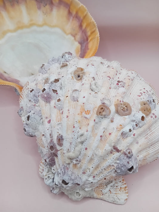 Natural Orange Lion's Paw Seashell Pair – 5.1" x 4.9" – Coastal Display Accent