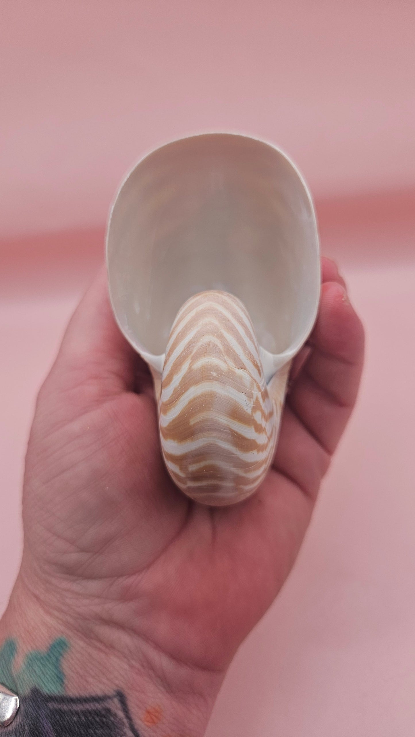 Tiger Nautilus Shell – Striking Natural Ocean Decor 3.5"