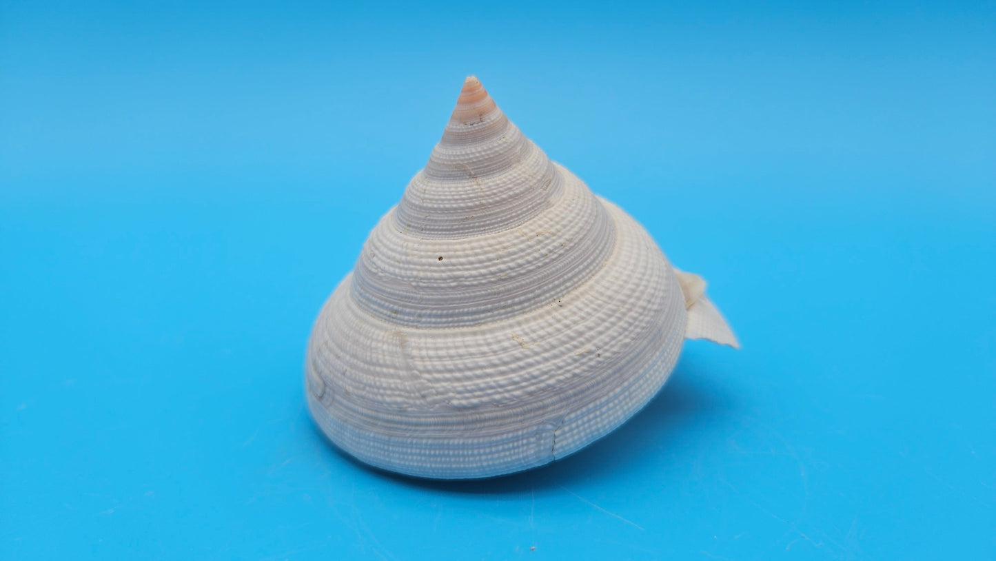 Rare Pleurotomaria hirasei Deep Sea Display Shell with Operculum – 3" Nautical Home Decor