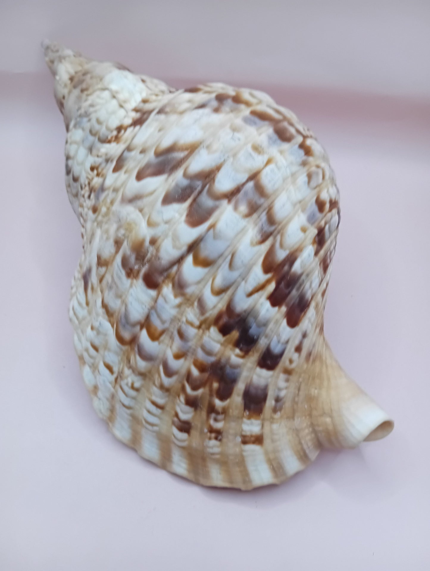 Pacific Triton Shell – 11" x 4.5" x 6.5" – Coastal Nautical Accent