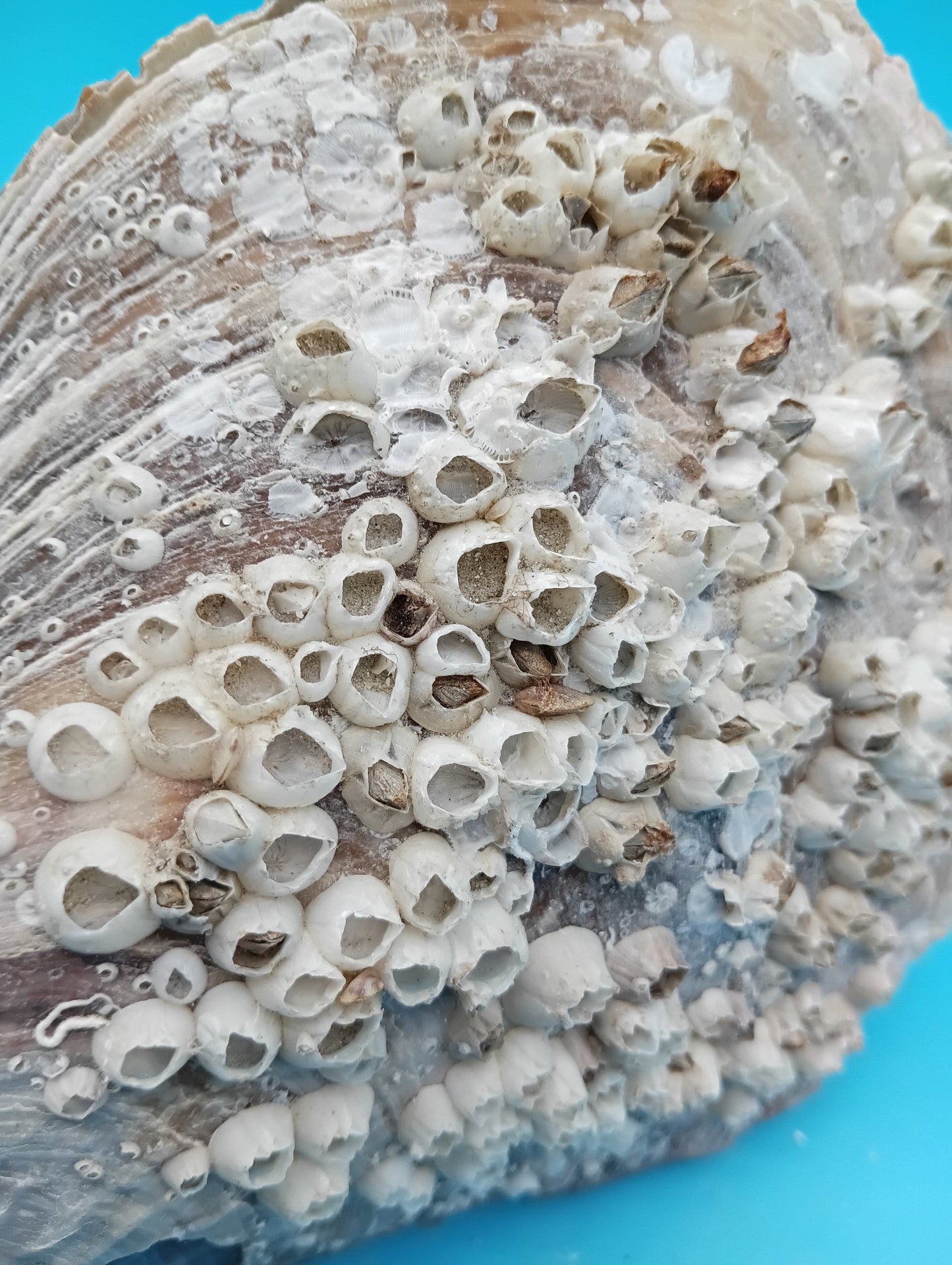 Barnacle Encrusted Rigid Pen Shell Display – Atrina rigida Approx. 8.4"