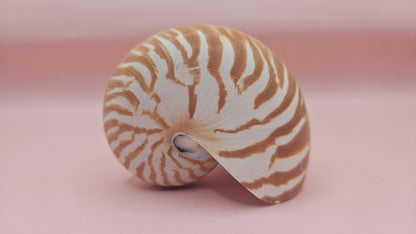 Tiger Nautilus Shell – Striking Natural Ocean Decor 3.5"