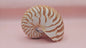Tiger Nautilus Shell – Striking Natural Ocean Decor 3.5"