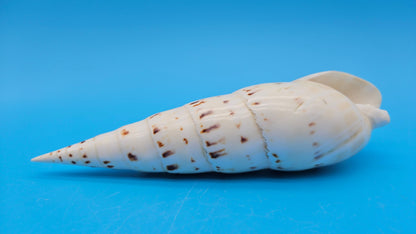 Polished Marlin Spike Display Shell – Premium Coastal Home Decor Specimen 7.2" (Terebra maculata)