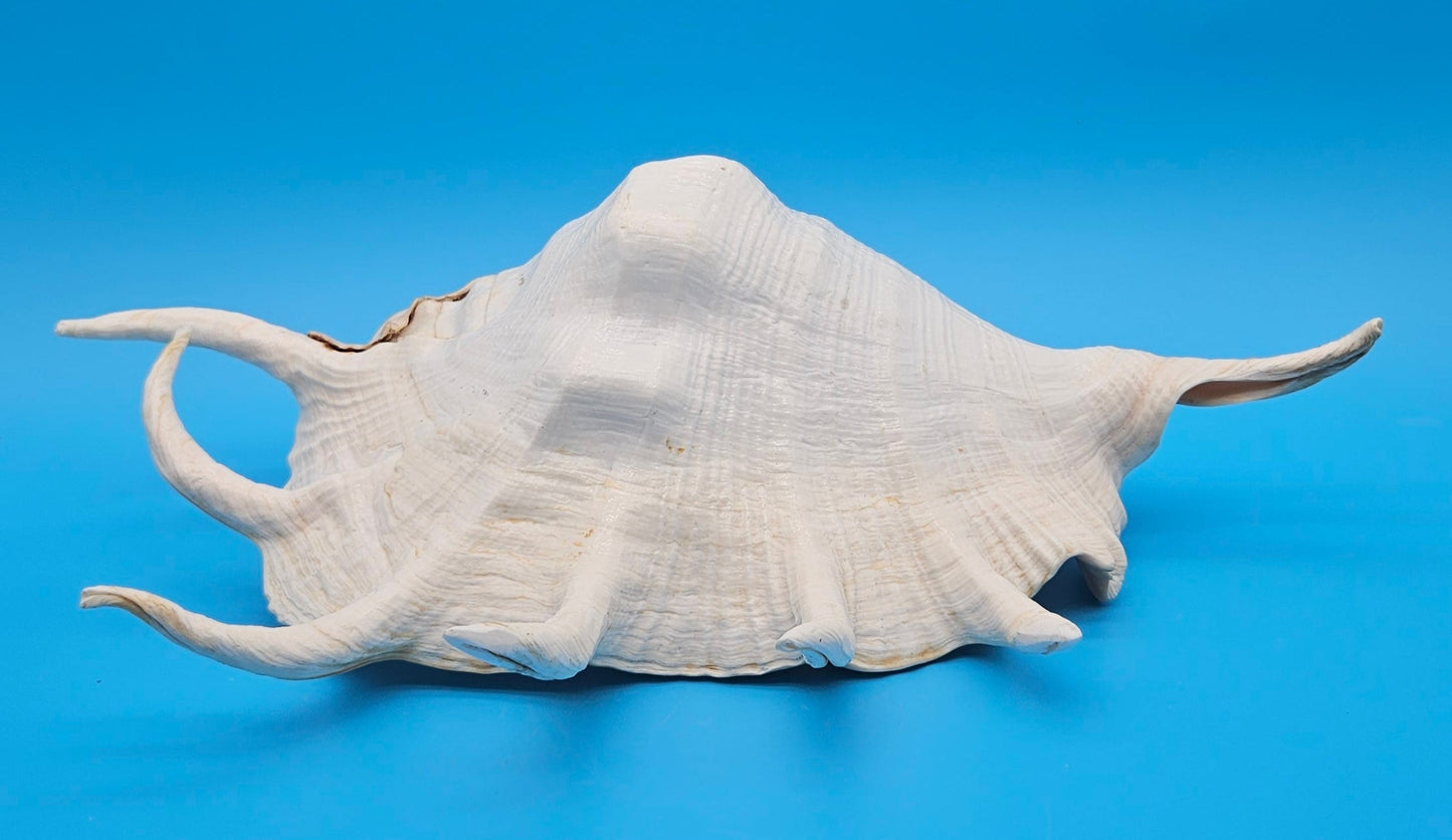 Extra Large Mutant Lambis Truncata Display Shell – Premium Coastal Home Decor Specimen (Lambis truncata)
