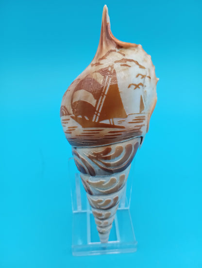 Carved Tibia Shell with Sailboat Scene – 5"