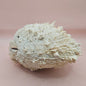 8" White Spondylus Shell with Natural Spikes – Coastal Textured Display Shell