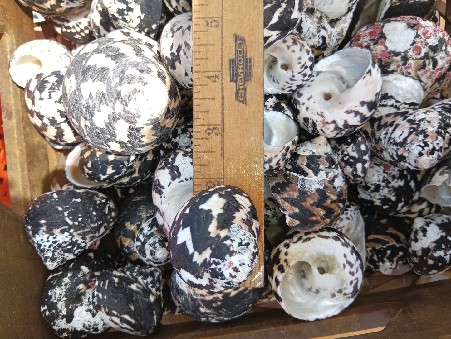 Black and Pearl Pica Magpie Turbo Shells Caribbean Gulf Seashells