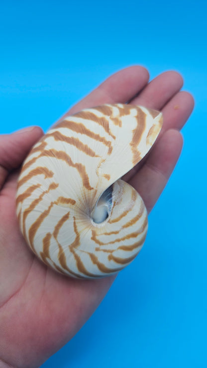 Chambered Tiger Nautilus Shell – Striking Natural Ocean Decor 3" (Nautilus pompilius)