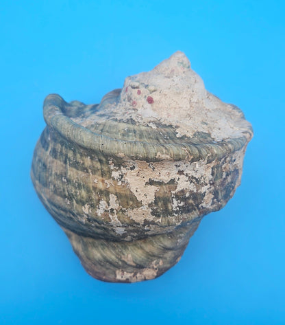 Large Raw Marmoratus Turban Shell Display - Premium Coastal Home Decor Specimen
