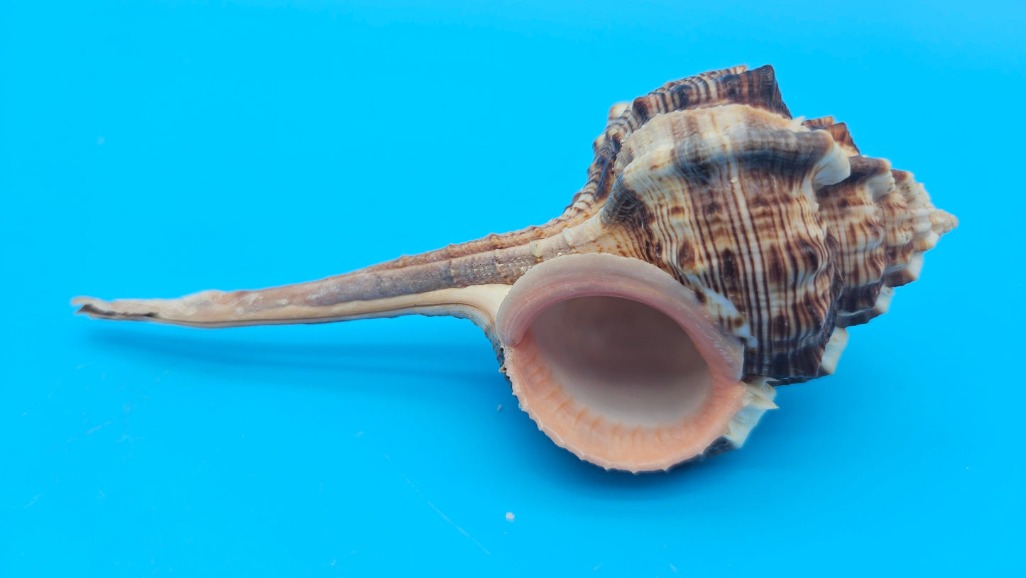 Bill Snipe Shell 5" Murex scolopax Long Tapered Display Shell with Textured Ridges
