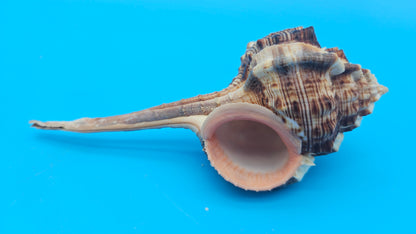 Bill Snipe Shell 5" Murex scolopax Long Tapered Display Shell with Textured Ridges