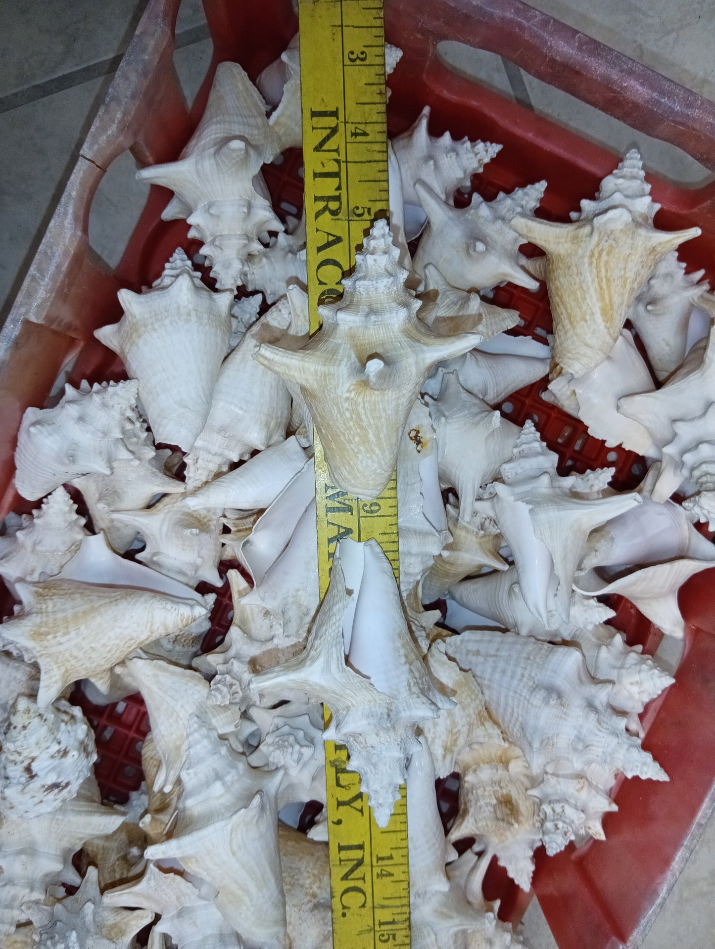 Non Pierced Juvenile Pink Queen Conch