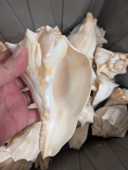 North Atlantic Knobbed Whelk Shell- Edged