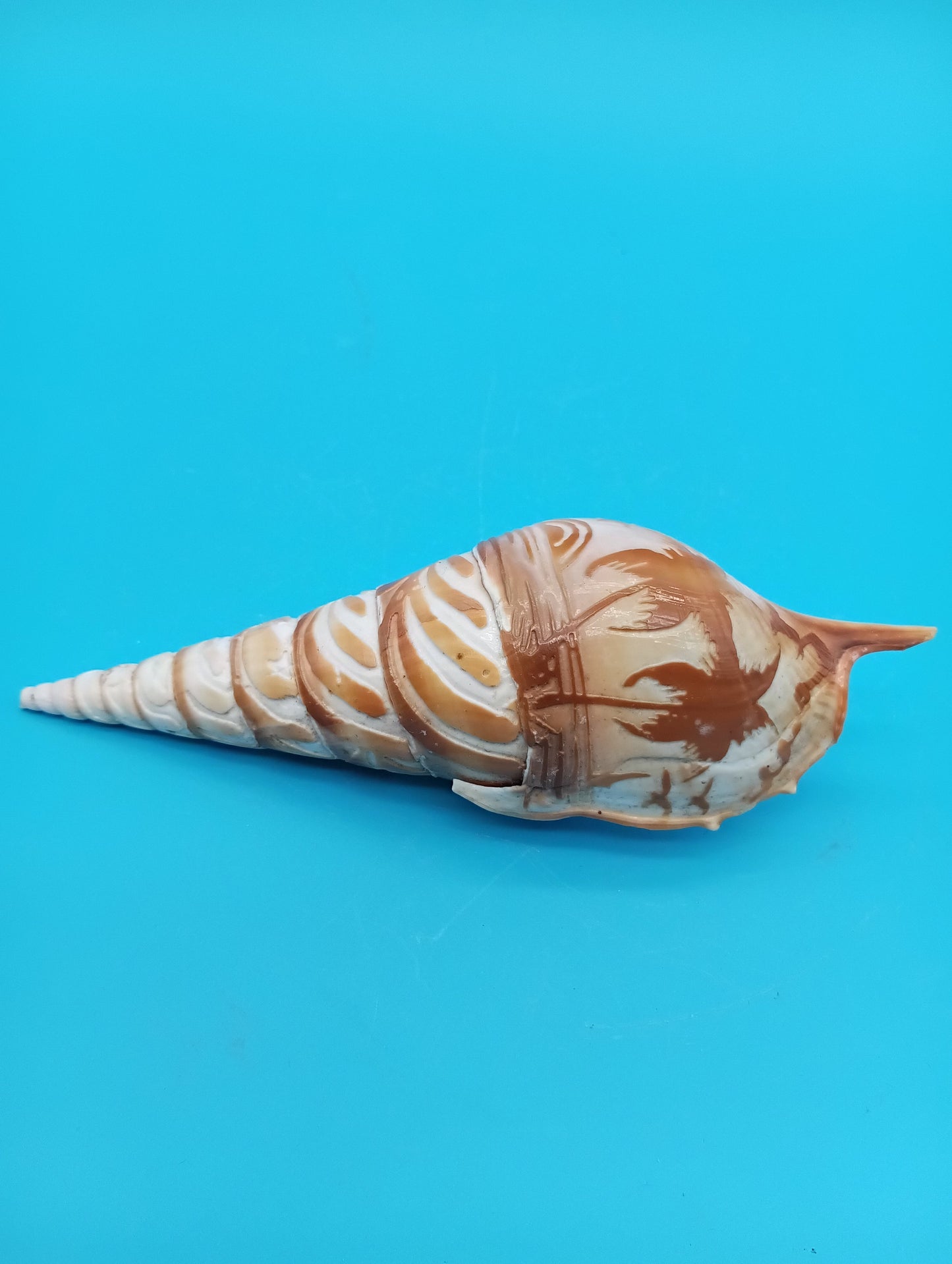Carved Tibia Shell with Palm Tree Scene – 5.3"