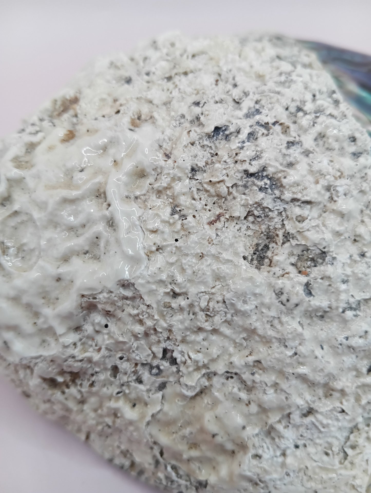 Natural New Zealand Paua Shell – Haliotis iris from Fiordland