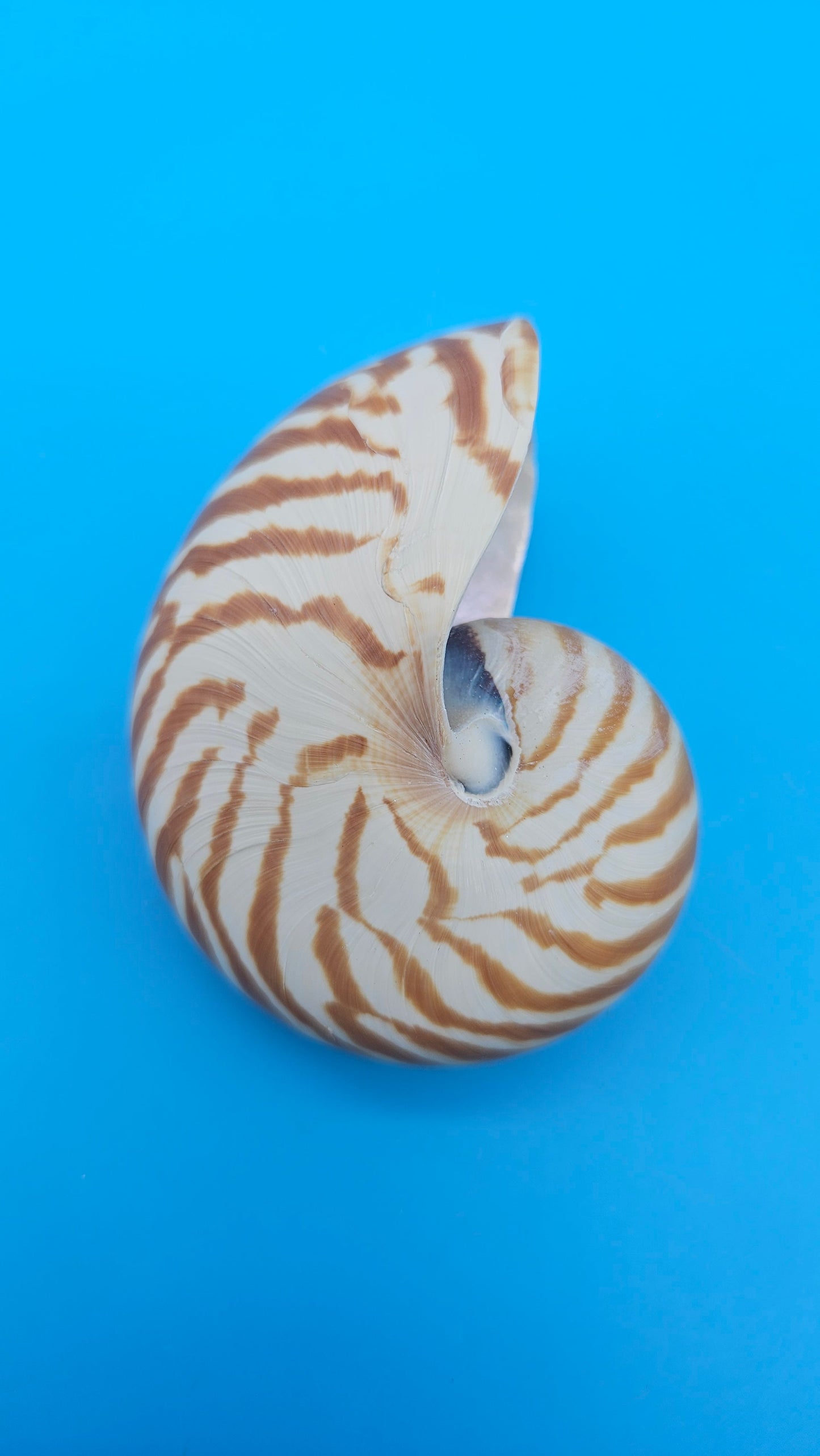 Chambered Tiger Nautilus Shell – Striking Natural Ocean Decor 3" (Nautilus pompilius)