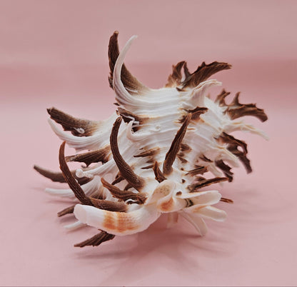 Black Murex Endive Shell with Long Spines – 4.2" Display Shell Coastal Decor