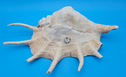 Extra Large Lambis Truncata Display Shell – Premium Coastal Home Decor Specimen (Lambis truncata)
