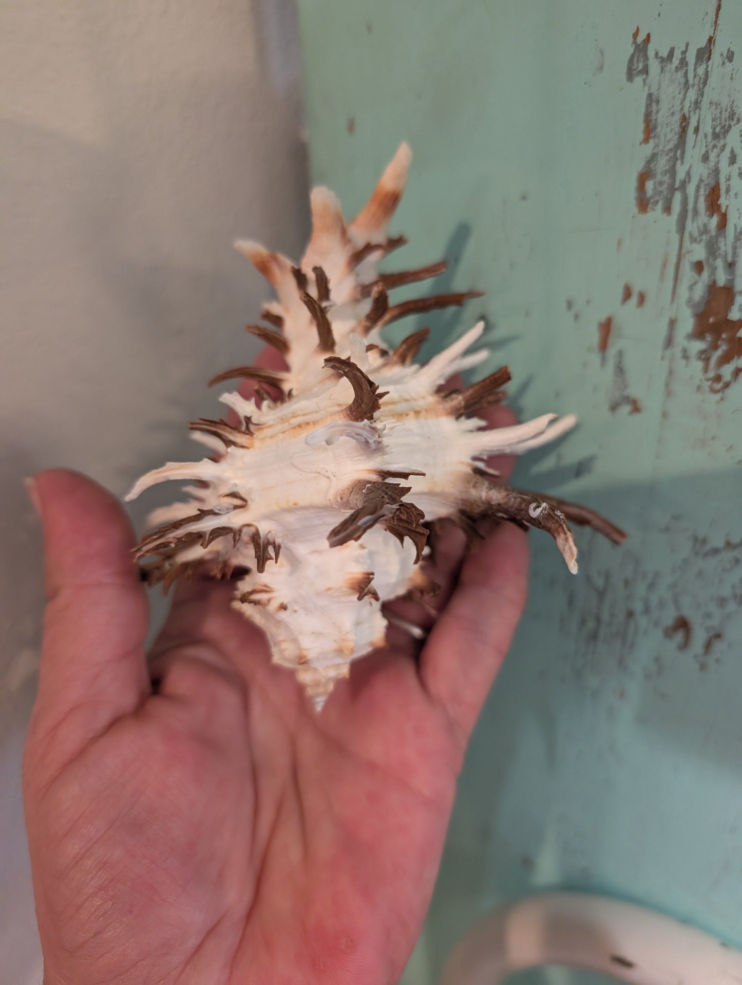 Black Murex Endive Long Spines - Murex endivia