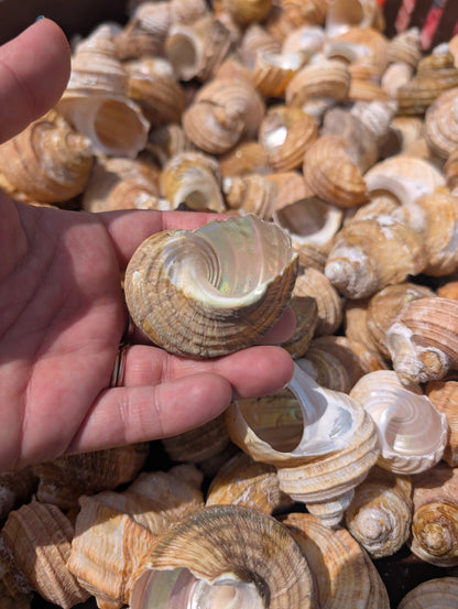 Natural Ribbed Turbo Shell