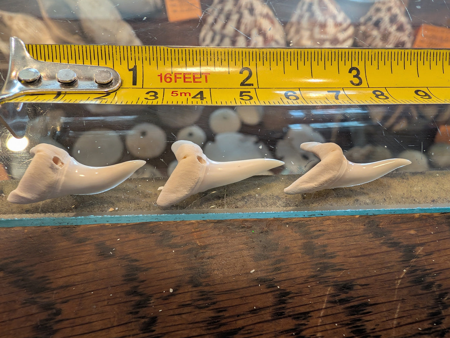 Drilled Mako Shark Tooth