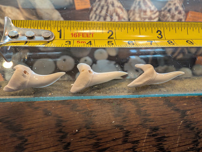 Drilled Mako Shark Tooth