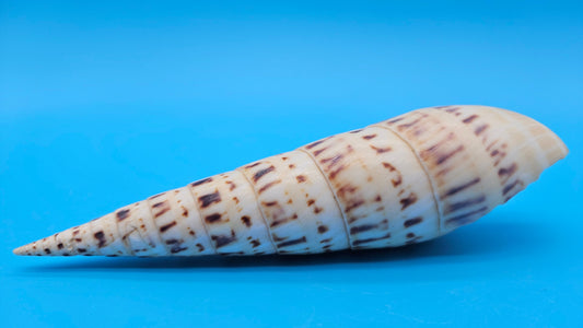 Marlin Spike Display Shell (Terebra maculata) 6.7" – Premium Coastal Decor Specimen