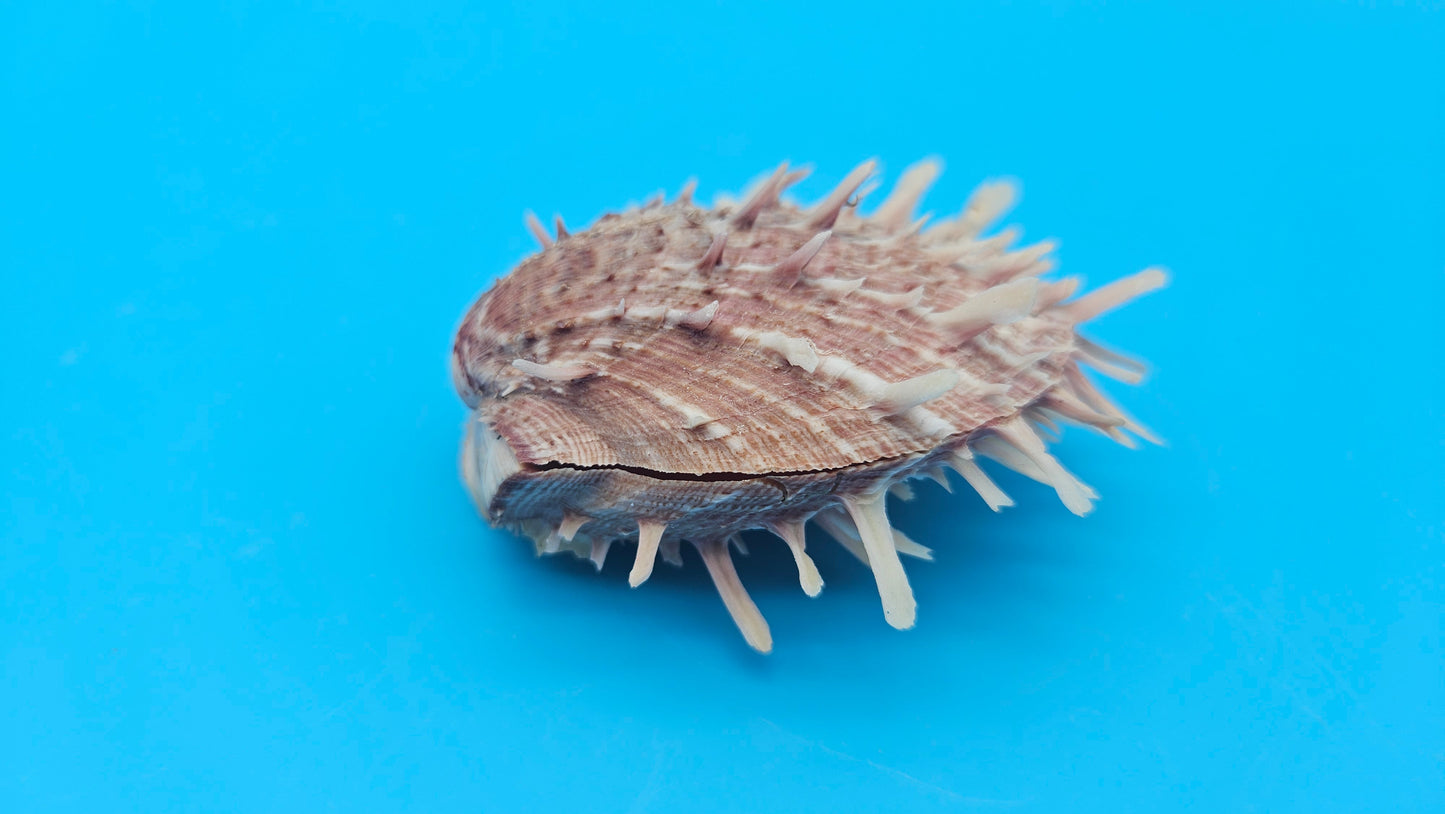 Spiny Spondylus Display Shell Pair 3" – Natural Coastal Décor with Texture