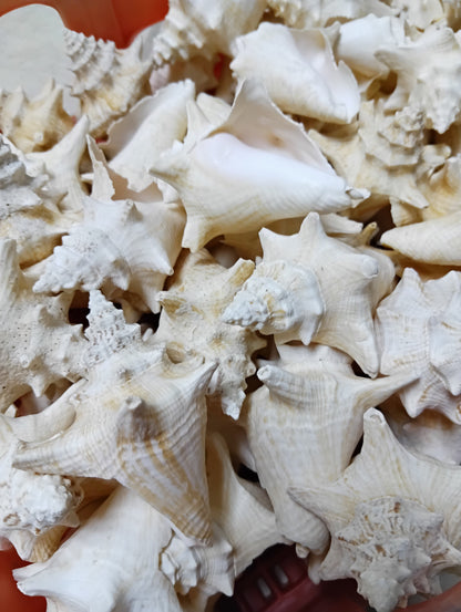 Non Pierced Juvenile Pink Queen Conch