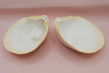 Natural Yellow Giant Cockle Shell Pair for Display | Coastal Home Decor | 4.7x4x3.3 Inches (Laevicardium elatum)