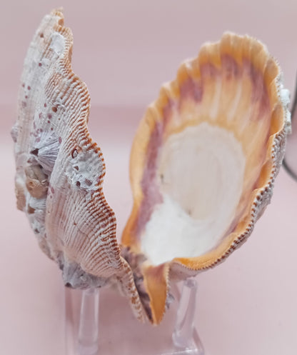Natural Orange Lion's Paw Seashell Pair – 5.1" x 4.9" – Coastal Display Accent