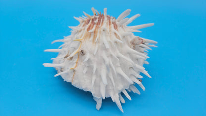 White Spiny Spondylus Shell Pair 3.8" – Hinged Coastal Display Shell with Orange Accents