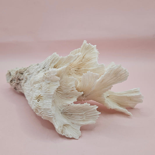 Vintage White Lettuce Coral with Leafy Appearance – 7.5" Coastal Decor Specimen